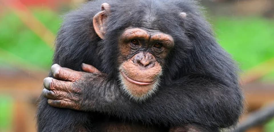Close-up of a chimpanzee with arms crossed