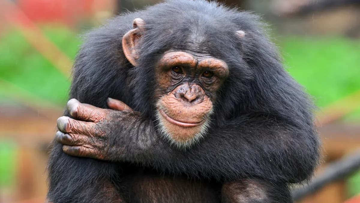 Close-up of a chimpanzee with arms crossed Close-up of a chimpanzee with arms crossed